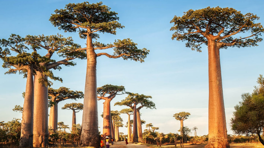 AI tools for travel advisors